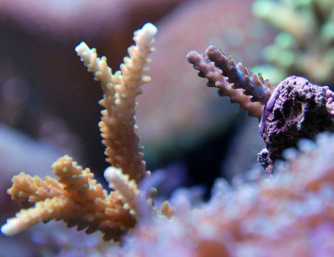 corals inverts - acropora sp. - bright color fiji acropora pack stocking in 125 gallons tank - Acropora frags corals inverts - acropora sp. - bright color fiji acropora pack stocking in 125 gallons tank - Acropora frags