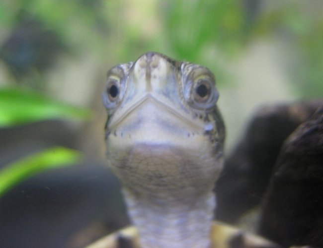 corals inverts - trachemys scripta scripta - yellow belly slider turtle stocking in 65 gallons tank - My Turtle corals inverts - trachemys scripta scripta - yellow belly slider turtle stocking in 65 gallons tank - My Turtle