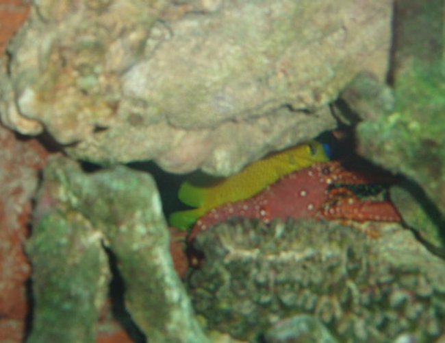 corals inverts - enoplometopus sp. - reef lobster, red hawaiian stocking in 150 gallons tank - Lobster and Flagfin Angel corals inverts - enoplometopus sp. - reef lobster, red hawaiian stocking in 150 gallons tank - Lobster and Flagfin Angel