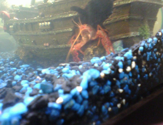 corals inverts - enoplometopus sp. - reef lobster, red hawaiian stocking in 80 gallons tank - lobster corals inverts - enoplometopus sp. - reef lobster, red hawaiian stocking in 80 gallons tank - lobster