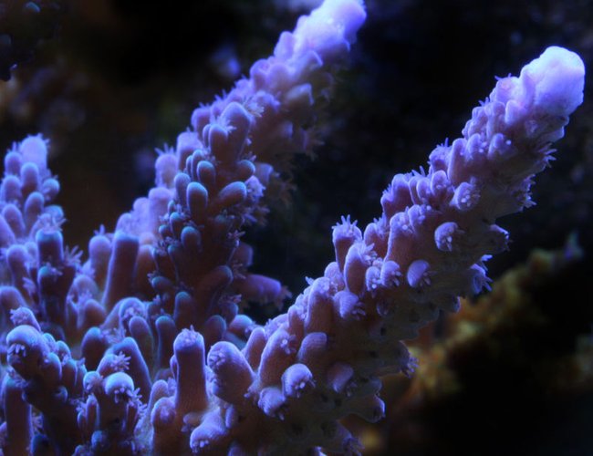 corals inverts - acropora sp. - miami orchid staghorn stocking in 210 gallons tank - Cali Blue Tort. corals inverts - acropora sp. - miami orchid staghorn stocking in 210 gallons tank - Cali Blue Tort.