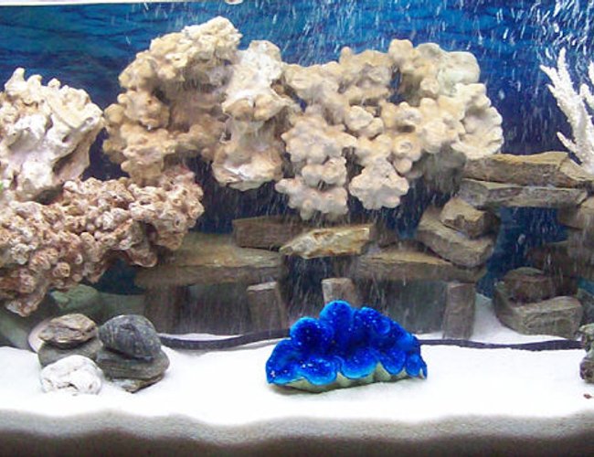 corals inverts - tridacna crocea - crocea clam stocking in 55 gallons tank - zoom in corals inverts - tridacna crocea - crocea clam stocking in 55 gallons tank - zoom in