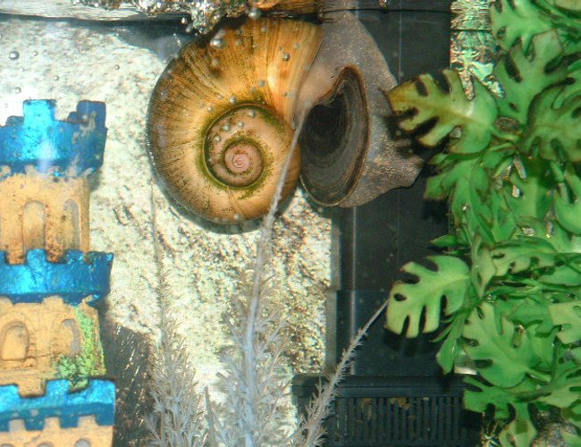 corals inverts - pomacea canaliculata - apple snail stocking in 30 gallons tank - This is my Apple Snail. She is eating algea off of my filter. corals inverts - pomacea canaliculata - apple snail stocking in 30 gallons tank - This is my Apple Snail. She is eating algea off of my filter.