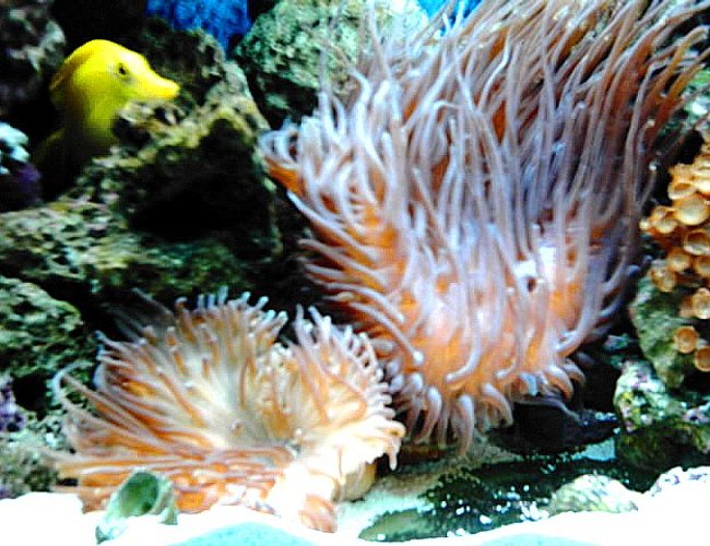 corals inverts - heliofungia actiniformis - plate coral, long tentacle stocking in 65 gallons tank - other corner corals inverts - heliofungia actiniformis - plate coral, long tentacle stocking in 65 gallons tank - other corner