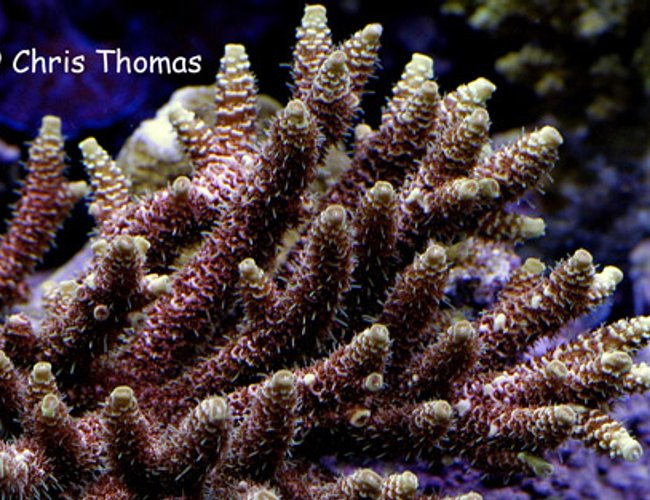 corals inverts - acropora millepora - scripps acropora millepora stocking in 75 gallons tank - Pink/Yellow Milli corals inverts - acropora millepora - scripps acropora millepora stocking in 75 gallons tank - Pink/Yellow Milli