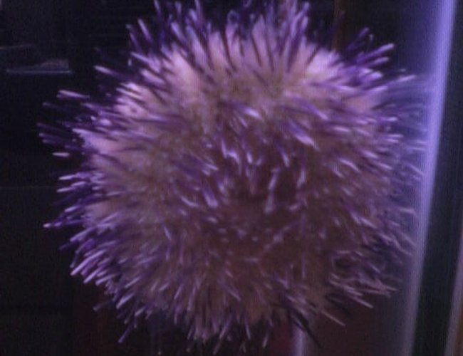 corals inverts - lytechinus vaniegatus - pincushion urchin stocking in 25 gallons tank - my flower pot sea urchin. corals inverts - lytechinus vaniegatus - pincushion urchin stocking in 25 gallons tank - my flower pot sea urchin.