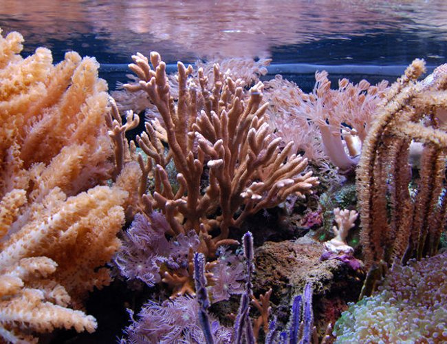 corals inverts - eunicea sp. - purple tree gorgonian stocking in 125 gallons tank - Corals in center of tank corals inverts - eunicea sp. - purple tree gorgonian stocking in 125 gallons tank - Corals in center of tank