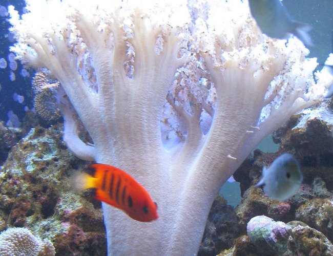 corals inverts - sinularia sp. - finger leather coral stocking in 500 gallons tank - Finger leather corals inverts - sinularia sp. - finger leather coral stocking in 500 gallons tank - Finger leather