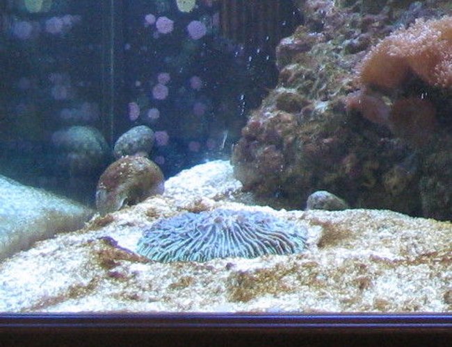 corals inverts - fungia repanda - plate coral, short tentacle stocking in 500 gallons tank - Plate Coral corals inverts - fungia repanda - plate coral, short tentacle stocking in 500 gallons tank - Plate Coral