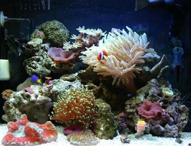 corals inverts - entacmaea quadricolor - bulb anemone stocking in 60 gallons tank - Aquapod 12 Gallon, 2 x 32w PC Lighting Upgrade (5.3w/gal),
2 x Silenx 60mm x 25mm Fans,
Aquaeuro USA Nano Skimmer,
MJ 900 Powerhead,
Return Pump MJ 1200,
Fish/Inverts:
1 Hybrid Tomato Clown,
1 Damsel,
1 Purple Fire Fish,
1 Red Orange Sea Star,
1 Skunk Cleaner Shrimp,
1 Peppermint Shrimp,
2 Margarita Snails,
3 Turbo Snails,
5 Hermit Crabs,
Coral/ Anenome:
1 Speckled Green Bubble Tip Anenome,
1 Two Headed Green Tip Frogspawn,
1 Rainbow Open Brain Coral,
1 Plate Coral,
1 Dendrphyllia,
1 Neon Green Candy Cane Coral,
1 Neon Green Clove Polyp Colony,
1 Inside Out Zoanthid Colony,
1 Sean's Pinky Zoanthid Colony,
1 Eagle EyeZoanthid Colony,
1 Blue Magician Zoanthid Colony,
Assorted Mushrooms corals inverts - entacmaea quadricolor - bulb anemone stocking in 60 gallons tank - Aquapod 12 Gallon, 2 x 32w PC Lighting Upgrade (5.3w/gal),
2 x Silenx 60mm x 25mm Fans,
Aquaeuro USA Nano Skimmer,
MJ 900 Powerhead,
Return Pump MJ 1200,
Fish/Inverts:
1 Hybrid Tomato Clown,
1 Damsel,
1 Purple Fire Fish,
1 Red Orange Sea Star,
1 Skunk Cleaner Shrimp,
1 Peppermint Shrimp,
2 Margarita Snails,
3 Turbo Snails,
5 Hermit Crabs,
Coral/ Anenome:
1 Speckled Green Bubble Tip Anenome,
1 Two Headed Green Tip Frogspawn,
1 Rainbow Open Brain Coral,
1 Plate Coral,
1 Dendrphyllia,
1 Neon Green Candy Cane Coral,
1 Neon Green Clove Polyp Colony,
1 Inside Out Zoanthid Colony,
1 Sean's Pinky Zoanthid Colony,
1 Eagle EyeZoanthid Colony,
1 Blue Magician Zoanthid Colony,
Assorted Mushrooms