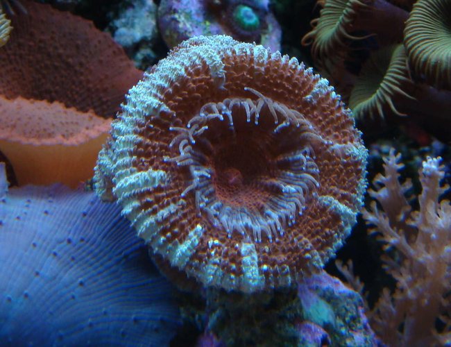 corals inverts - acanthastrea lordhowensis - aussie acan lord stocking in 90 gallons tank - Lord Acan corals inverts - acanthastrea lordhowensis - aussie acan lord stocking in 90 gallons tank - Lord Acan
