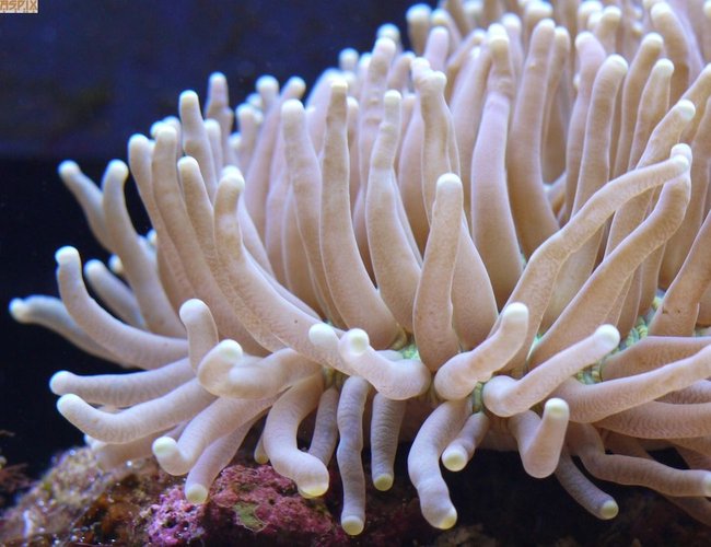 corals inverts - heteractis crispa - sebae anemone stocking in 65 gallons tank - Fingered corals inverts - heteractis crispa - sebae anemone stocking in 65 gallons tank - Fingered
