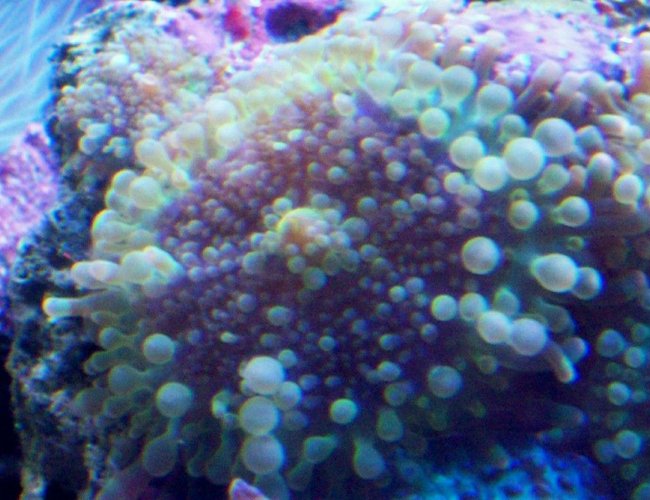 corals inverts - ricordea florida - ricordea mushroom, blue/green stocking in 55 gallons tank - Ricordea Yuma corals inverts - ricordea florida - ricordea mushroom, blue/green stocking in 55 gallons tank - Ricordea Yuma