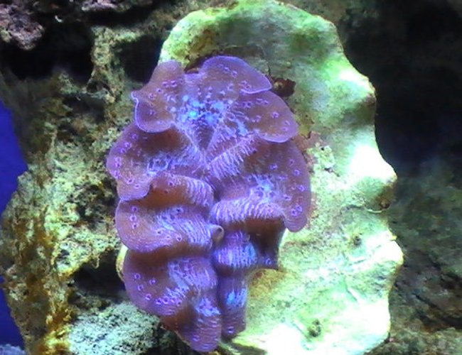 corals inverts - tridacna crocea - crocea clam stocking in 55 gallons tank - My Clam corals inverts - tridacna crocea - crocea clam stocking in 55 gallons tank - My Clam