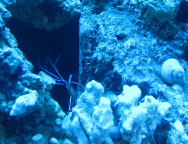 corals inverts - lysmata amboinensis - scarlet skunk cleaner shrimp stocking in 55 gallons tank - cleaner corals inverts - lysmata amboinensis - scarlet skunk cleaner shrimp stocking in 55 gallons tank - cleaner