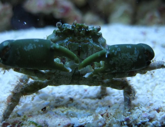 corals inverts - mithrax sculptus - emerald crab stocking in 125 gallons tank - Emerald crab close-up in my 125 reef corals inverts - mithrax sculptus - emerald crab stocking in 125 gallons tank - Emerald crab close-up in my 125 reef