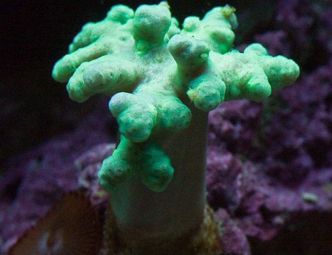 corals inverts - sinularia sp. - mushroom finger leather coral stocking in 37 gallons tank - Neon Green Sinularis corals inverts - sinularia sp. - mushroom finger leather coral stocking in 37 gallons tank - Neon Green Sinularis