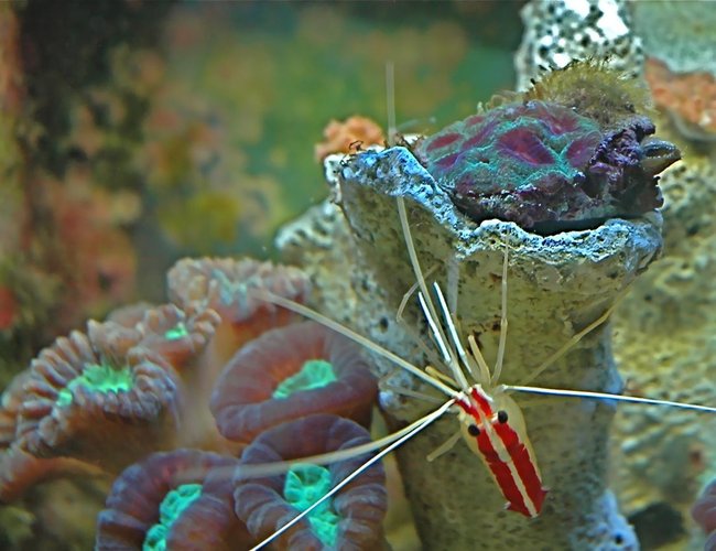 corals inverts - caulastrea furcata - candy cane coral stocking in 10 gallons tank - My cleaner Shrimp and Candy Cane Trumpet and Favia Brain! corals inverts - caulastrea furcata - candy cane coral stocking in 10 gallons tank - My cleaner Shrimp and Candy Cane Trumpet and Favia Brain!