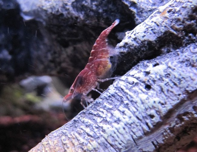 corals inverts - neocaridina denticulata sinensis - red cherry shrimp stocking in 16 gallons tank - Red Cherry Shrimp on Trunk corals inverts - neocaridina denticulata sinensis - red cherry shrimp stocking in 16 gallons tank - Red Cherry Shrimp on Trunk