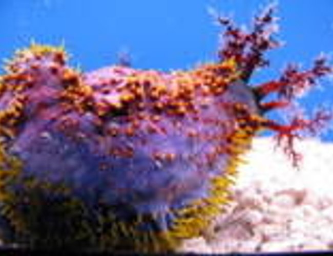 corals inverts - pentacta anceps - spiny sea cucumber - avatar corals inverts - pentacta anceps - spiny sea cucumber - avatar