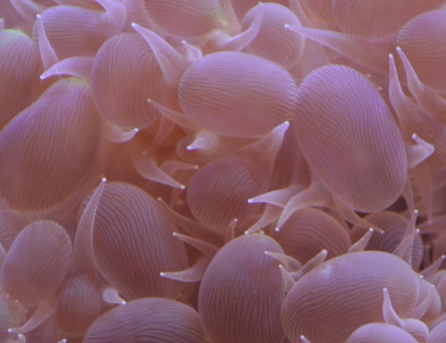 corals inverts - plerogyra sinuosa - bubble coral stocking in 300 gallons tank - Bubble Coral Closeup corals inverts - plerogyra sinuosa - bubble coral stocking in 300 gallons tank - Bubble Coral Closeup