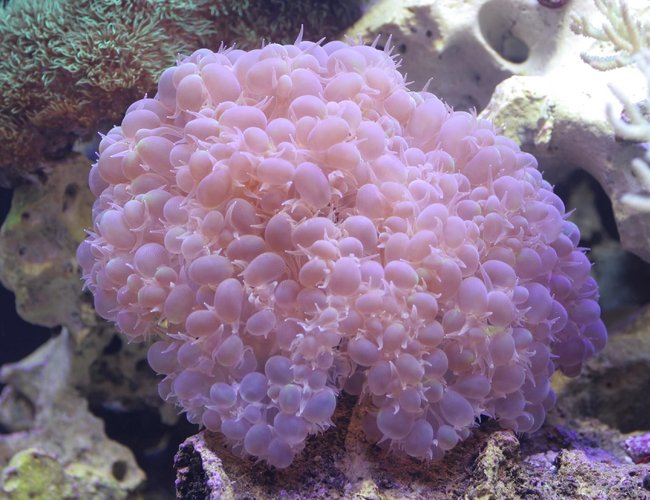 corals inverts - plerogyra sinuosa - bubble coral stocking in 300 gallons tank - Bubble Again... corals inverts - plerogyra sinuosa - bubble coral stocking in 300 gallons tank - Bubble Again...