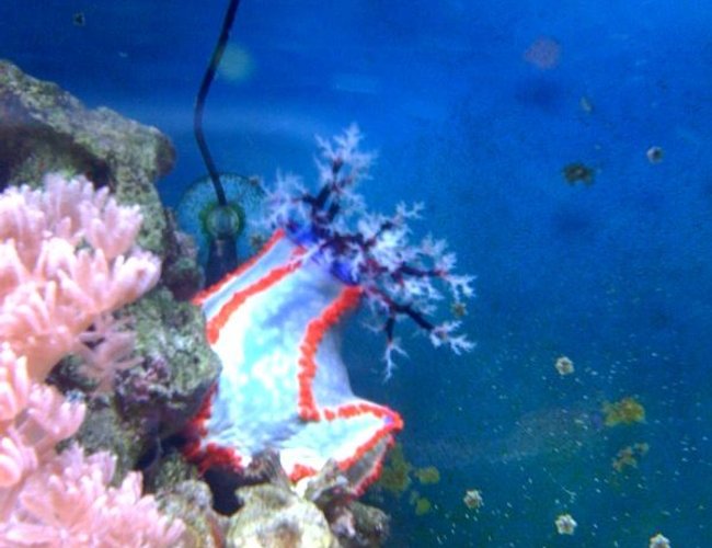 corals inverts - pseudocolochirus axilogus - sea apple, australian stocking in 75 gallons tank - Sea Apple in my old tank where it was actually visible. corals inverts - pseudocolochirus axilogus - sea apple, australian stocking in 75 gallons tank - Sea Apple in my old tank where it was actually visible.