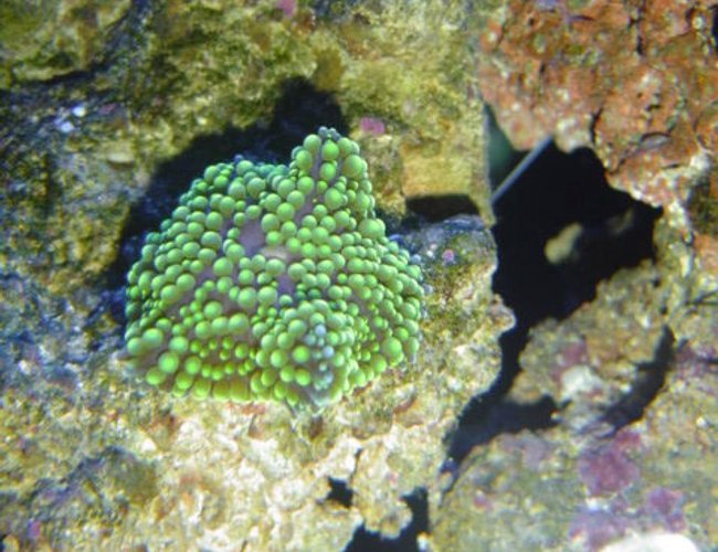 corals inverts - ricordea florida - ricordea mushroom, green stocking in 55 gallons tank - green florida ric corals inverts - ricordea florida - ricordea mushroom, green stocking in 55 gallons tank - green florida ric