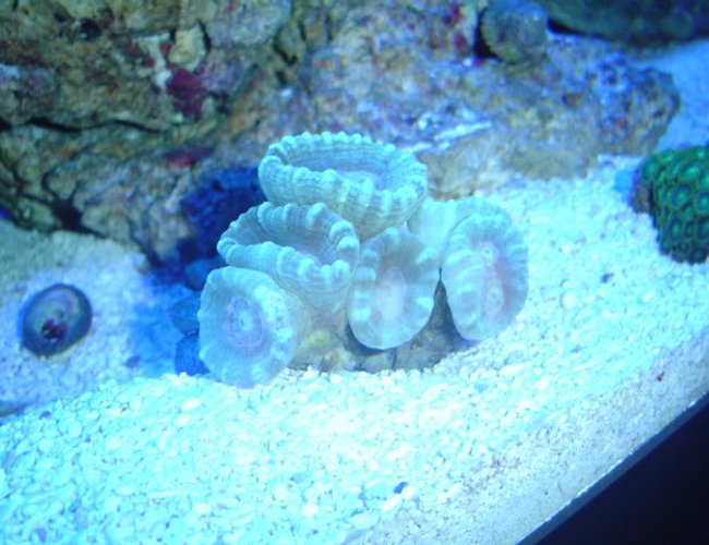 corals inverts - caulastrea furcata - candy cane coral stocking in 55 gallons tank - neon green candy canes corals inverts - caulastrea furcata - candy cane coral stocking in 55 gallons tank - neon green candy canes