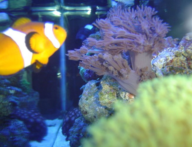 corals inverts - heteroxenia sp. - heteroxenia polyp stocking in 55 gallons tank - xenia and green toadstool mushroom corals inverts - heteroxenia sp. - heteroxenia polyp stocking in 55 gallons tank - xenia and green toadstool mushroom