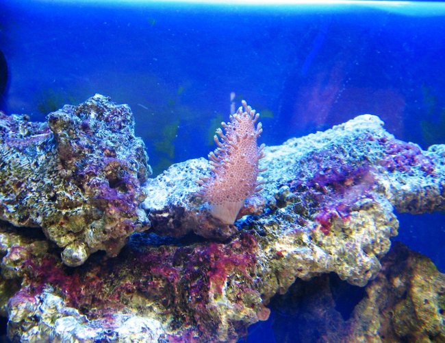 corals inverts - sarcophyton glaucum - common toadstool coral stocking in 10 gallons tank - small leather coral corals inverts - sarcophyton glaucum - common toadstool coral stocking in 10 gallons tank - small leather coral