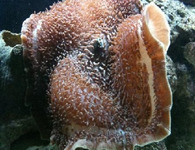 corals inverts - stichodactyla gigantea - true carpet anemone stocking in 125 gallons tank - Giant Carpet corals inverts - stichodactyla gigantea - true carpet anemone stocking in 125 gallons tank - Giant Carpet