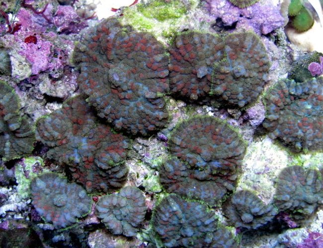 corals inverts - rhodactis sp. - green mushroom stocking in 28 gallons tank - shrooms corals inverts - rhodactis sp. - green mushroom stocking in 28 gallons tank - shrooms
