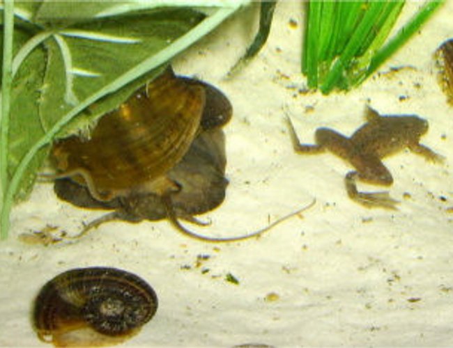 corals inverts - pomacea canaliculata - apple snail stocking in 36 gallons tank - here is Gypo my dwarf green Congo frog, the troublesome dude he is! along with Rita my apple snail a 2 tiny rams horn snails corals inverts - pomacea canaliculata - apple snail stocking in 36 gallons tank - here is Gypo my dwarf green Congo frog, the troublesome dude he is! along with Rita my apple snail a 2 tiny rams horn snails