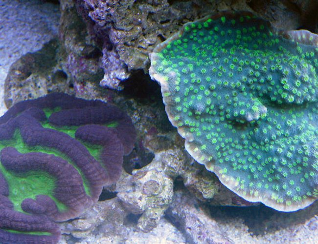corals inverts - platygyra sp. - brain worm platygyra coral stocking in 72 gallons tank - My 72g Sps tank corals inverts - platygyra sp. - brain worm platygyra coral stocking in 72 gallons tank - My 72g Sps tank