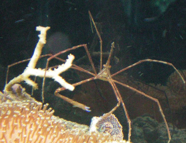 corals inverts - stenorhynchus seticornis - arrow crab stocking in 60 gallons tank - Aarowhead Crab on Toad Stool Leather corals inverts - stenorhynchus seticornis - arrow crab stocking in 60 gallons tank - Aarowhead Crab on Toad Stool Leather