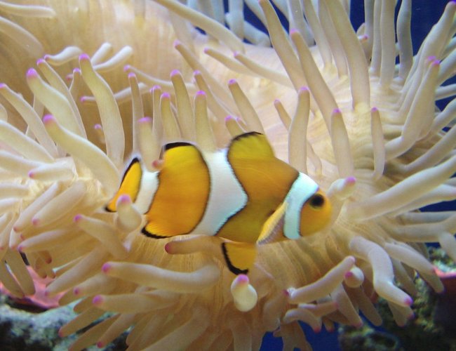 corals inverts - condylactis sp. - haitian reef anemone stocking in 44 gallons tank - Bubbletip anemone and false percula clown corals inverts - condylactis sp. - haitian reef anemone stocking in 44 gallons tank - Bubbletip anemone and false percula clown