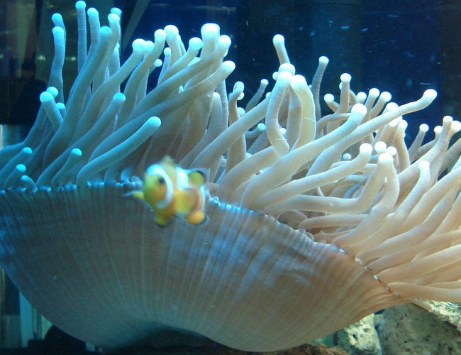 corals inverts - duncanopsammia axifuga - giant green polyp duncan stocking in 44 gallons tank - Heliofungia and False Percula Clownfish corals inverts - duncanopsammia axifuga - giant green polyp duncan stocking in 44 gallons tank - Heliofungia and False Percula Clownfish