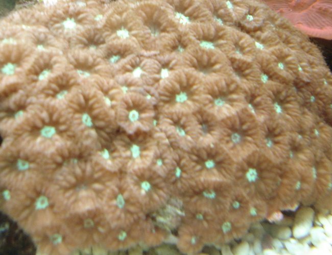 corals inverts - tubipora musica - pipe organ coral stocking in 44 gallons tank - Pipe organ coral corals inverts - tubipora musica - pipe organ coral stocking in 44 gallons tank - Pipe organ coral
