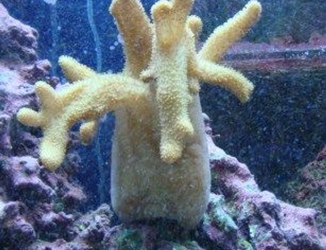 corals inverts - sinularia sp. - finger leather coral stocking in 30 gallons tank - coral corals inverts - sinularia sp. - finger leather coral stocking in 30 gallons tank - coral