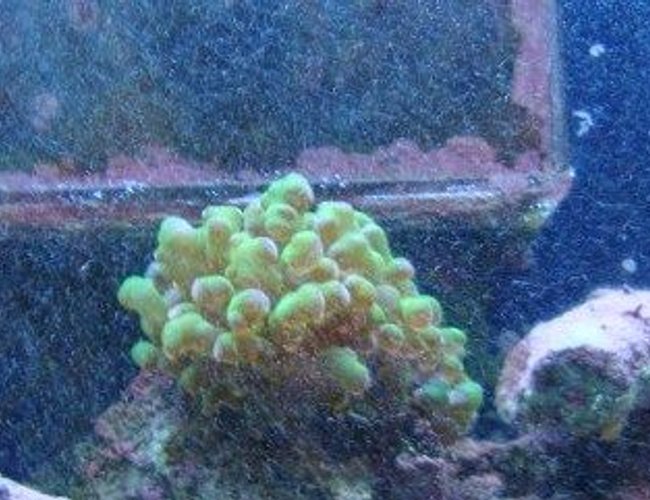 corals inverts - plerogyra sinuosa - bubble coral, green stocking in 30 gallons tank - coral corals inverts - plerogyra sinuosa - bubble coral, green stocking in 30 gallons tank - coral