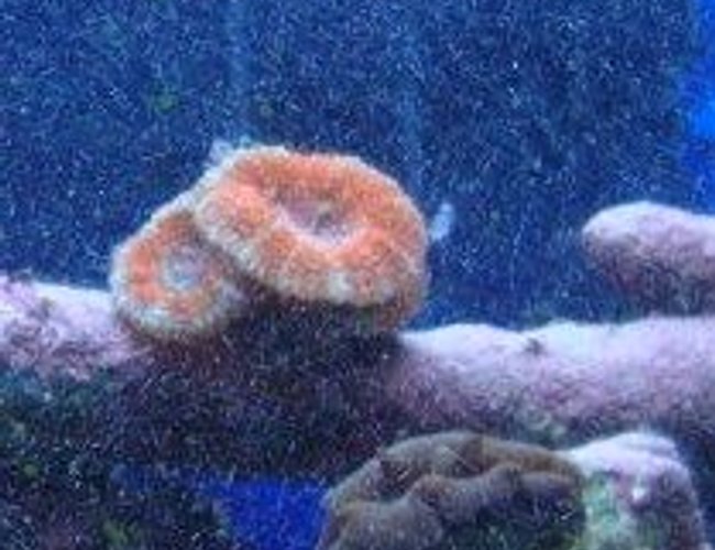 corals inverts - acanthastrea echinata - acan brain coral stocking in 30 gallons tank - acan and clam corals inverts - acanthastrea echinata - acan brain coral stocking in 30 gallons tank - acan and clam