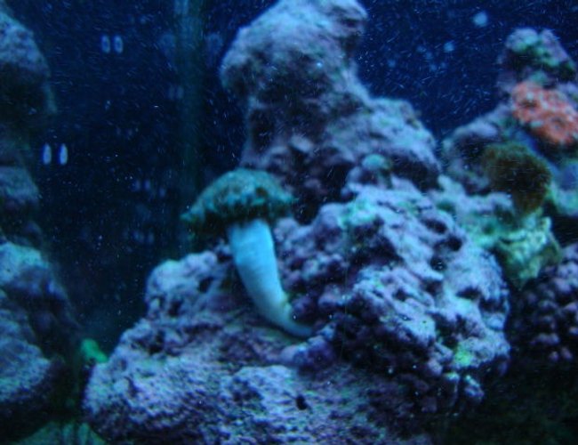 corals inverts - epicystis crucifer - rock flower anemone stocking in 30 gallons tank - Green flower anenome corals inverts - epicystis crucifer - rock flower anemone stocking in 30 gallons tank - Green flower anenome