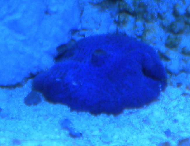 corals inverts - actinodiscus sp. - blue mushroom stocking in 75 gallons tank - blue mushroom corals inverts - actinodiscus sp. - blue mushroom stocking in 75 gallons tank - blue mushroom