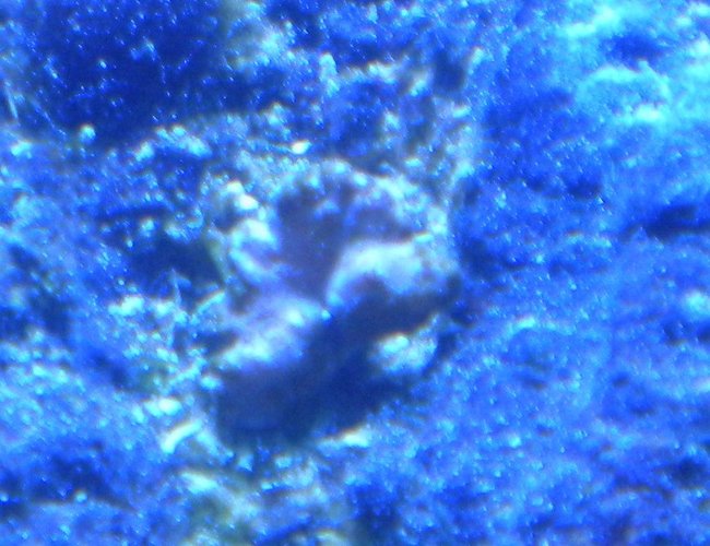 corals inverts - sinularia brassica - cabbage leather coral stocking in 75 gallons tank - cabbage leather frag corals inverts - sinularia brassica - cabbage leather coral stocking in 75 gallons tank - cabbage leather frag