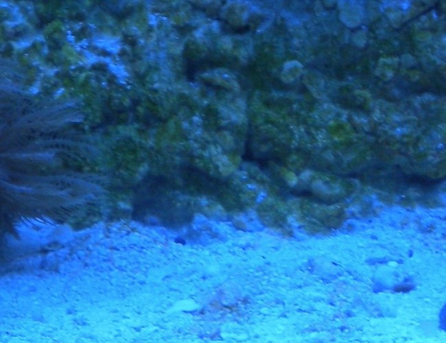 corals inverts - anthelia sp. - waving hand - blue stocking in 75 gallons tank - Anthelia frags corals inverts - anthelia sp. - waving hand - blue stocking in 75 gallons tank - Anthelia frags