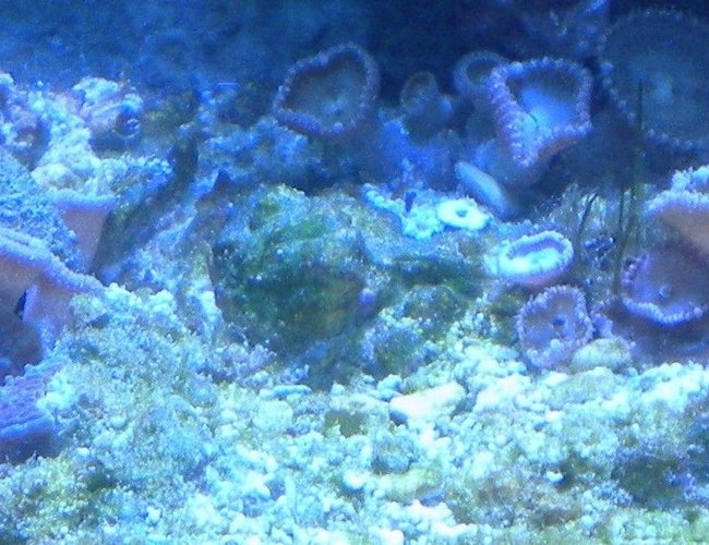 corals inverts - protopalythoa sp. - button polyp stocking in 75 gallons tank - button polyps corals inverts - protopalythoa sp. - button polyp stocking in 75 gallons tank - button polyps