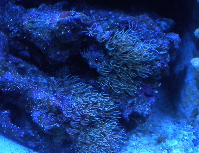 corals inverts - briareum sp. - starburst polyp stocking in 75 gallons tank - cluster of star polyps corals inverts - briareum sp. - starburst polyp stocking in 75 gallons tank - cluster of star polyps