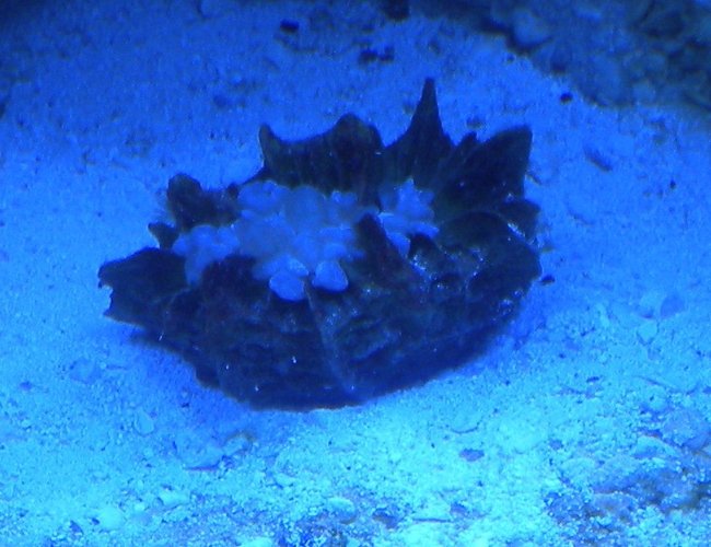 corals inverts - physogyra sp. - bubble coral stocking in 75 gallons tank - bubble coral corals inverts - physogyra sp. - bubble coral stocking in 75 gallons tank - bubble coral