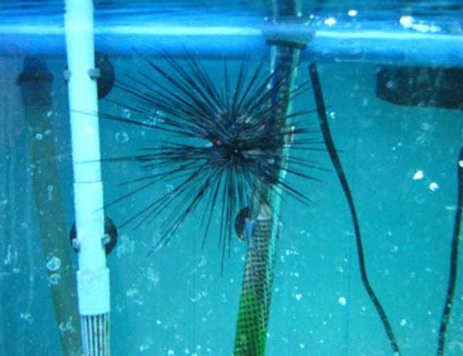 corals inverts - diadema setosum - longspine urchin, black stocking in 150 gallons tank - urchin corals inverts - diadema setosum - longspine urchin, black stocking in 150 gallons tank - urchin